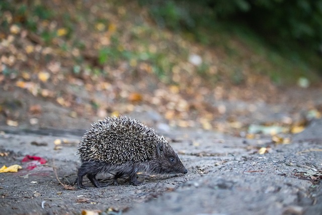 杨佳傧的指 杨佳傧的指